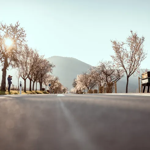 Mandelblüte in Edenkoben