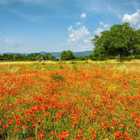Radler entlang der blühenden Mohnblumenwiese bei Niederkirchen