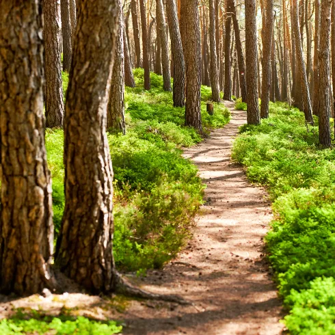 Pfad durch den Kiefernwald auf der Kalmit bei Maikammer