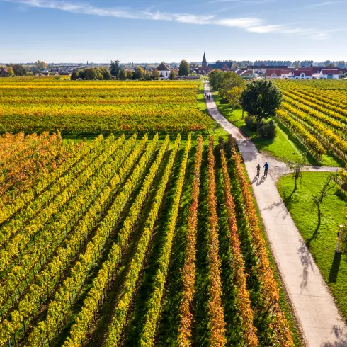 Zwei Personen auf einer Radtour durch das herbstliche Weinland bei Kirrweiler.