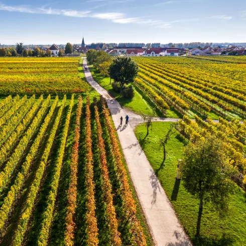 Zwei Personen auf einer Radtour durch das herbstliche Weinland bei Kirrweiler.
