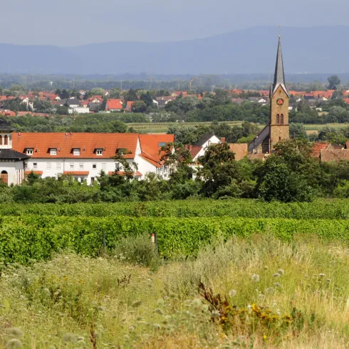 Das Weindorf Ruppertsberg mit seiner Kirche.