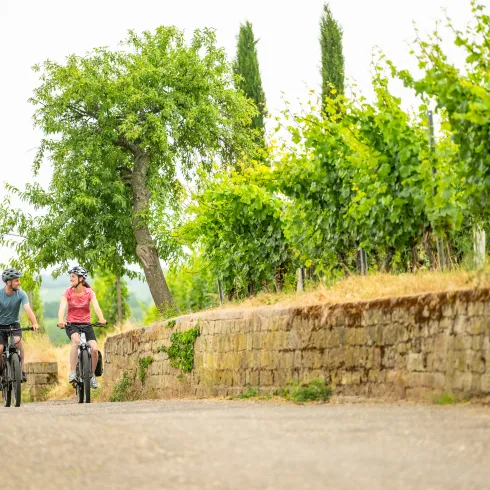 Zwei Personen radeln auf dem Radweg bei Wachenheim durch die Weinberge.