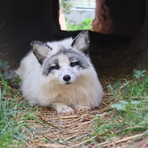 Silberfüchsin Mala in ihrem Gehege bei der Wildtierauffangstation in Maßweiler.