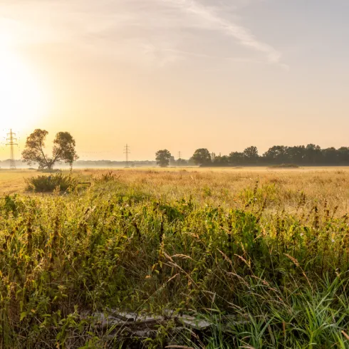 Sonnenaufgang über einer Wiese mit umliegenden Bäumen.