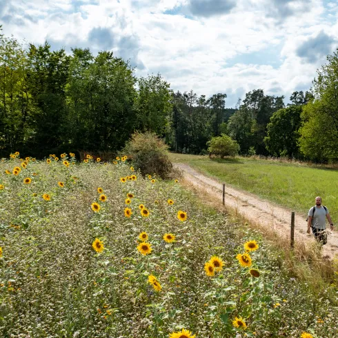 Ein Feld voller Sonnenblumen und eine Person die daran vorbei spaziert.