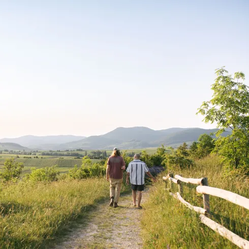Südpfalz Blick Weinberge