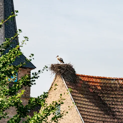 Ein Storch steht in seinem Storchennest auf einem Dach.