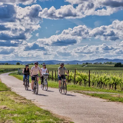 Personen fahren auf dem Rad auf dem Rebsortenweg