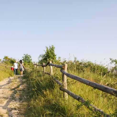 Weinwanderung in der Pfalz