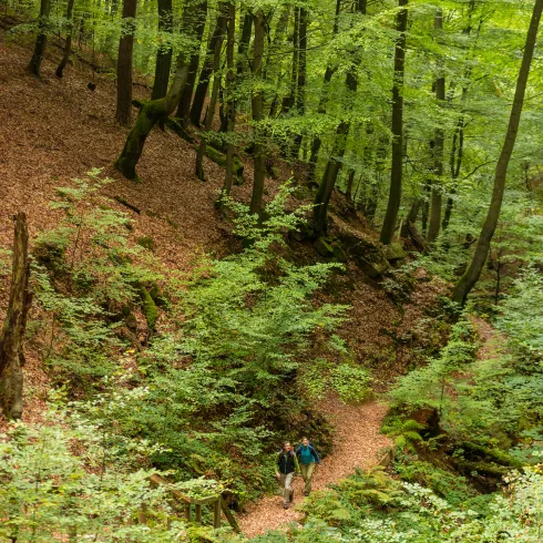 Zwei Personen wandern durch den Pfälzer Wald.