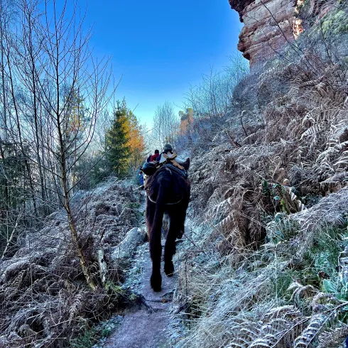 Eine Gruppe spaziert mit Eseln durch den Pfälzerwald