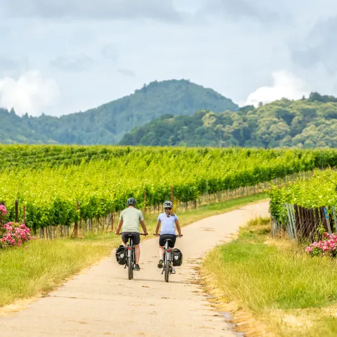 Zwei Personen fahren mit dem Rad auf der Weinlagen-Tour 