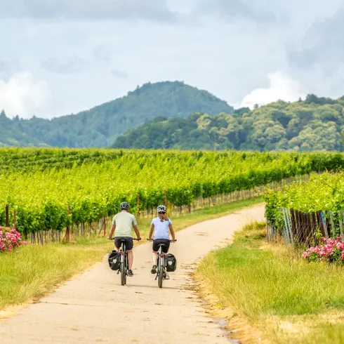 Zwei Personen fahren mit dem Rad auf der Weinlagen-Tour 