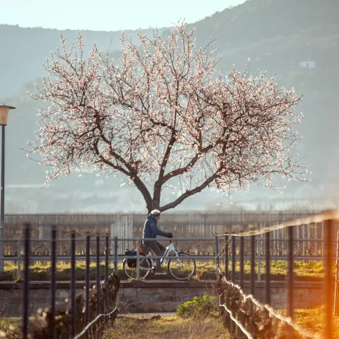 Eine Person fährt mit dem Rad entlang der Weinberge und den Mandelbäumen die in ihrer Blühte stehen.