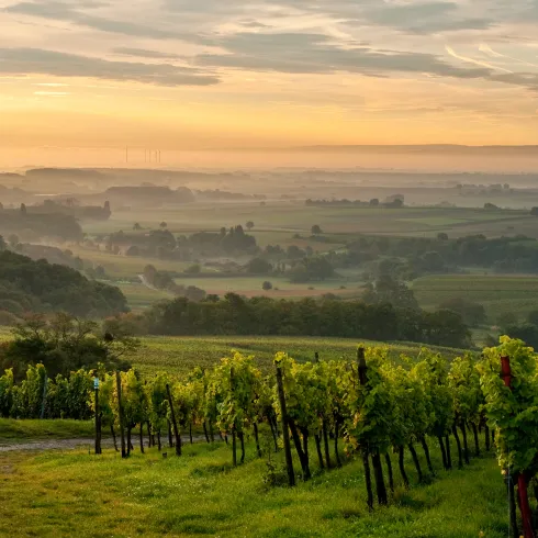  Sonnenaufgang am Pfälzer Weinsteig bei Gleiszellen-Gleishorbach
