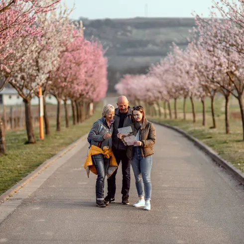 Wanderinnen und Wanderer auf einem Weg zwischen den Mandelbäumen in der Pfalz