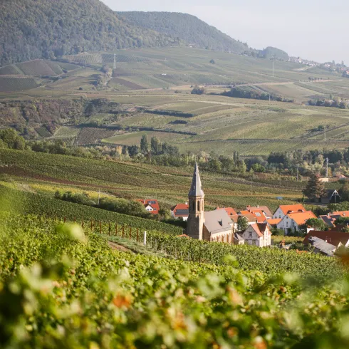 Südpfalz Blick Weinberge