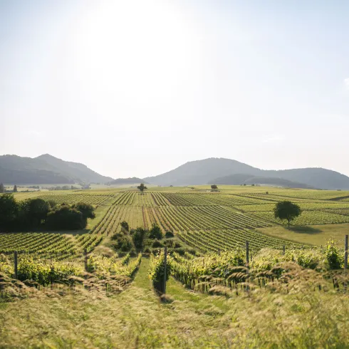 Blick auf die Weinberge