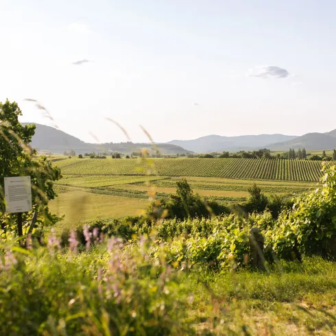 Pfalz Weinberge