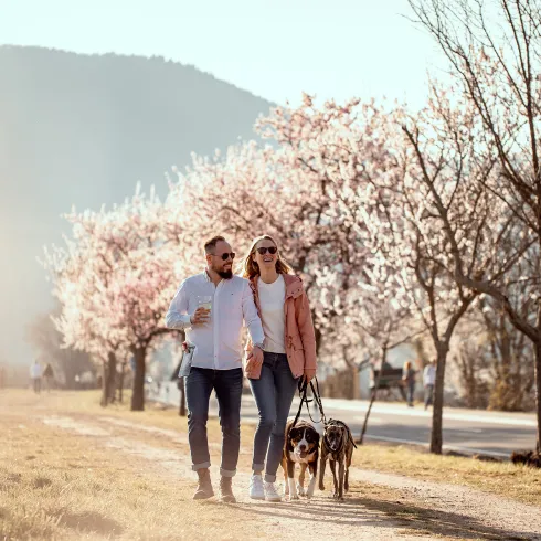  Zwei Personen gehen mit ihren Hunden auf eine Wanderung zur Mandelblüte in der Pfalz.