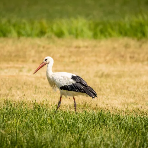  Storch in der Pfalz