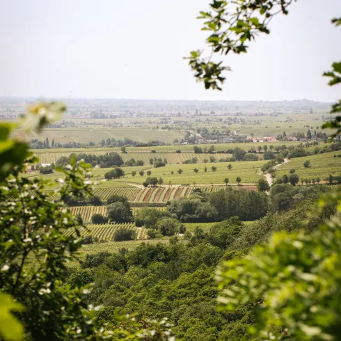 Südpfalz Blick Weinberge