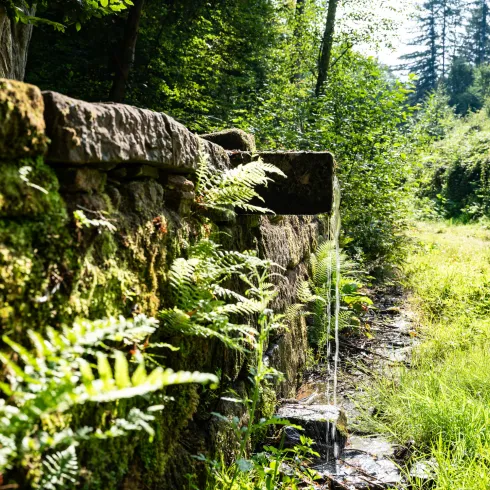 Aus dem Straufelsbrunnen läuft Wasser in ein grünes Grasfeld in einem Wald.