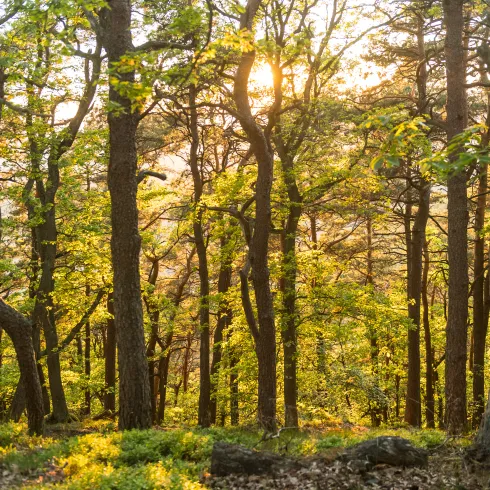 Die Bäume im Pfälzerwald erstrahlen im goldenen Licht der untergehenden Sonne.