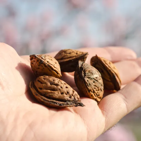 Eine Person hält Mandelkerne in der Hand. 
