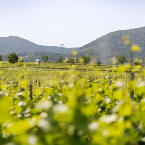 Pfälzer Weinberge