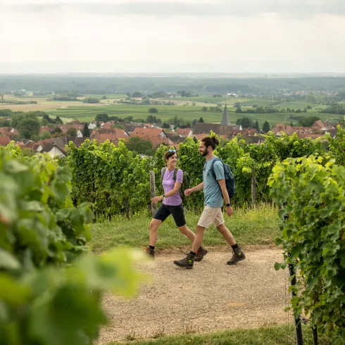 Zwei Personen wandern entlang der Weinreben auf dem Pfälzer Weinsteig.