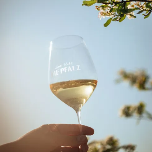 Pfälzer Weißwein im Frühling