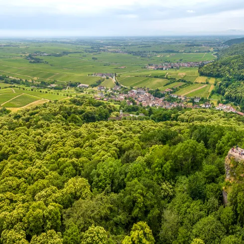 Kastanienblüte Landauland