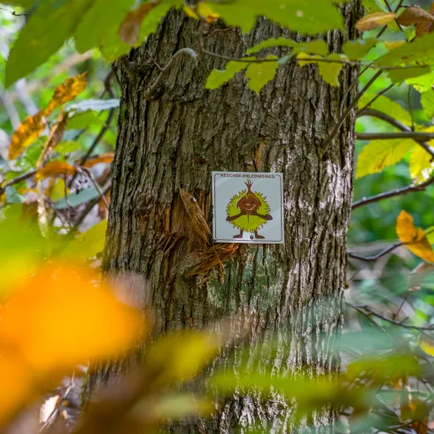 Die Markierung des Keschde Erlebnis Weges an einem Baum im Herbstlaub.