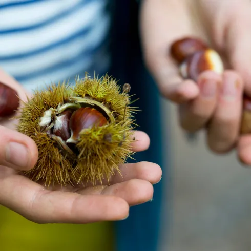 Ein Kind hält Esskastanien in der Hand.