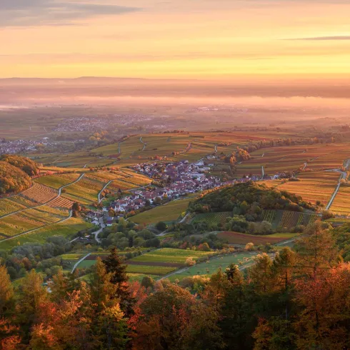 Ausblick auf die Weinberge und - dörfer an einem nebligen Herbsttag.