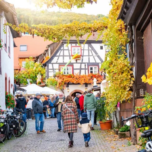 Besuchende des Weinfest in Gleiszellen schlendern durch die Straßen des gemütlichen Weindorfs mit seinen von bunten Weinblättern bewachsenen Fachwerkhäusern.