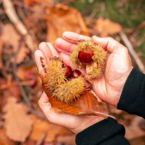 Hände die Esskastanien halten. Im Hintergrund liegt Herbstlaub auf dem Waldboden.